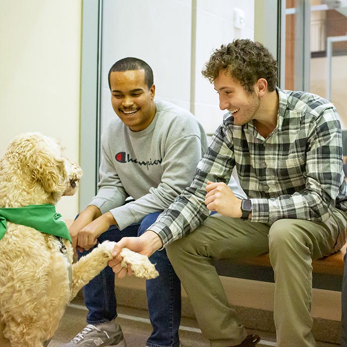 Pet therapy dogs